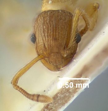 Media type: image;   Entomology 20572 Aspect: head frontal view 4
